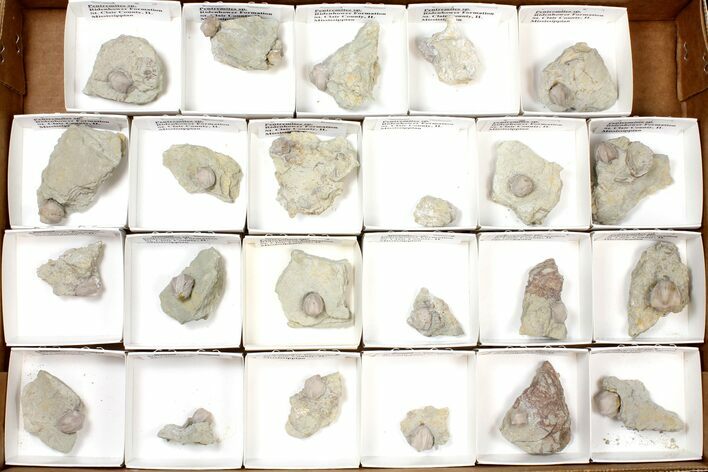 Lot: Blastoid Fossils On Shale From Illinois - Pieces #134137